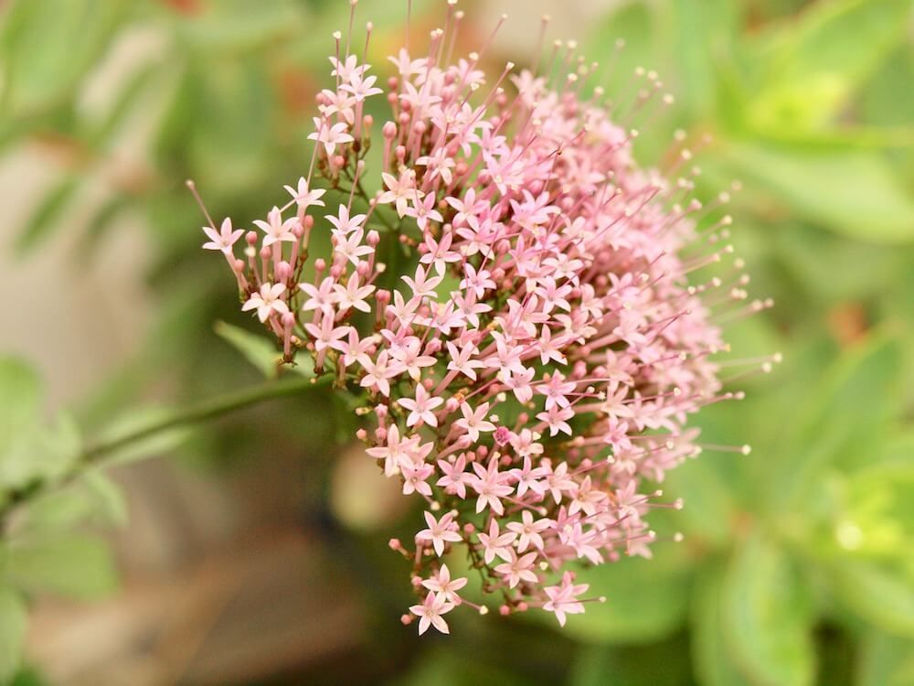ユウギリソウ　夕霧草