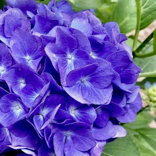 梅雨の 6月の花 写真展 人気の種類や品種 特徴 開花時期は Greensnap グリーンスナップ