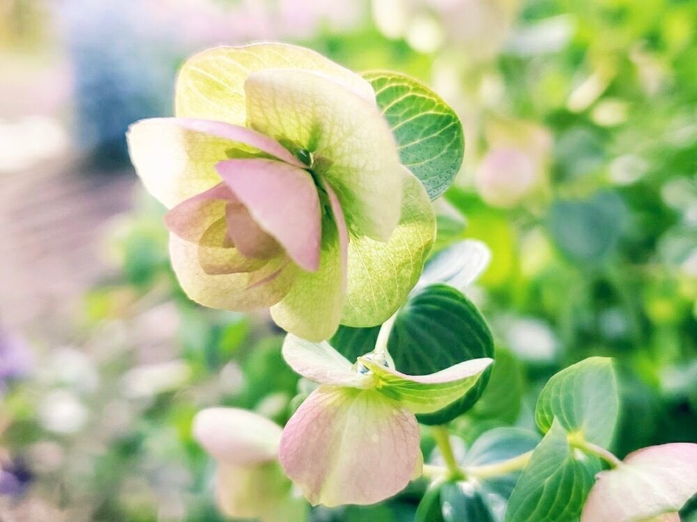 オレガノ　ケントビューティー