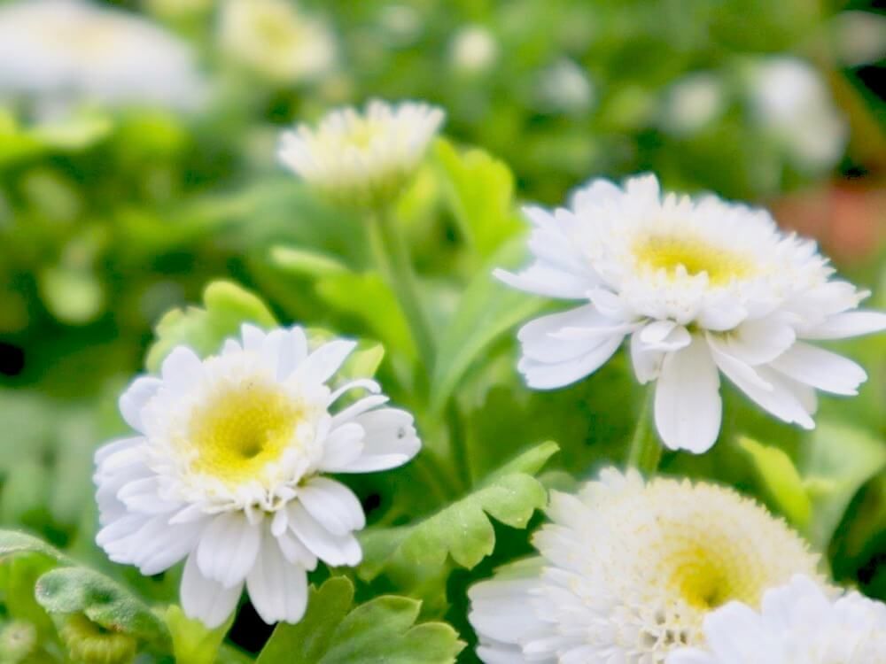 マトリカリア　白い花