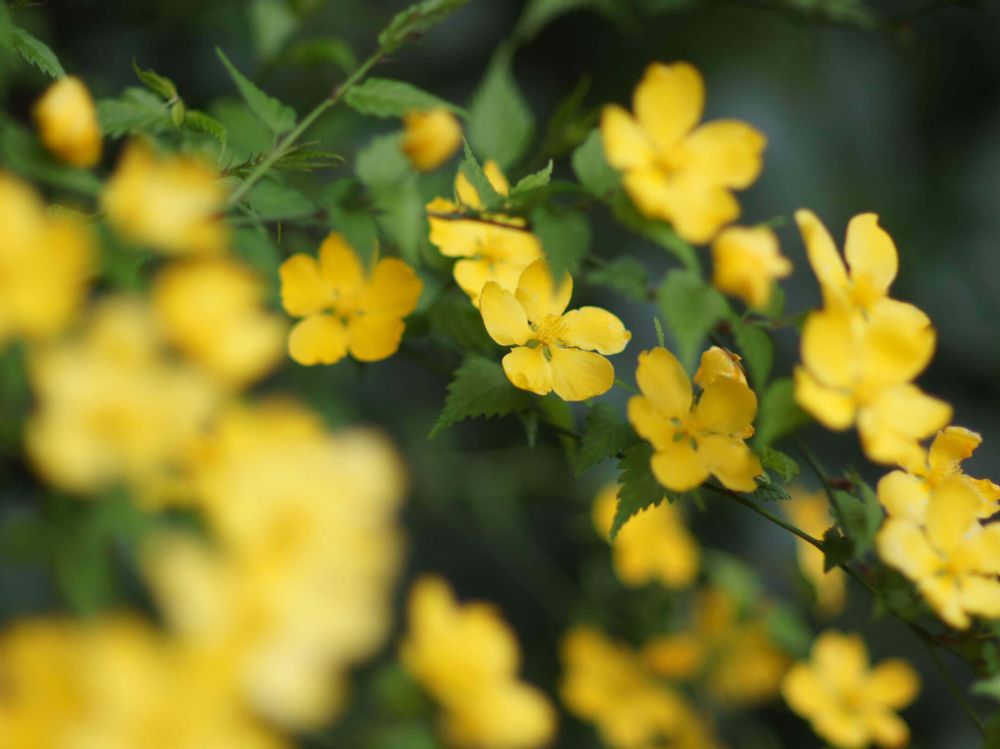 ヤマブキ　山吹