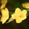 ヤマブキ(山吹)の花言葉｜花の特徴や由来、種類はあるの？の画像