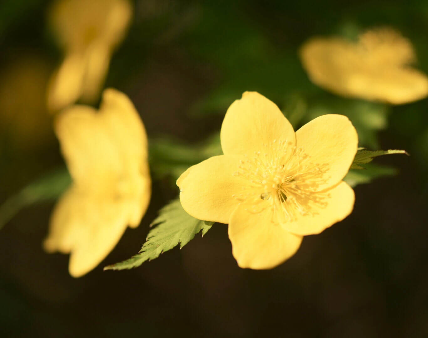 ヤマブキ 山吹 の花言葉 花の特徴や由来 種類はあるの Greensnap グリーンスナップ