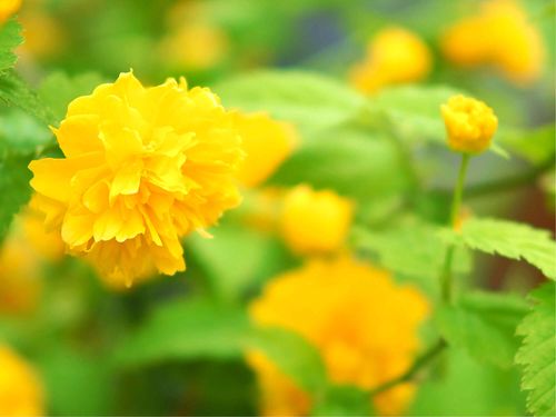 ヤマブキ 山吹 の花言葉 花の特徴や由来 種類はあるの Greensnap グリーンスナップ