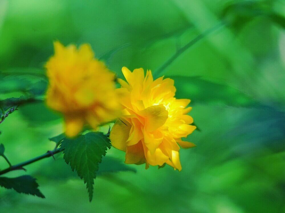 ヤマブキ　山吹