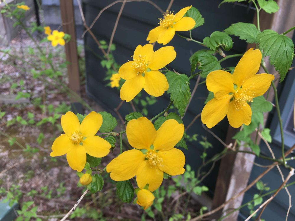 ヤマブキ　山吹