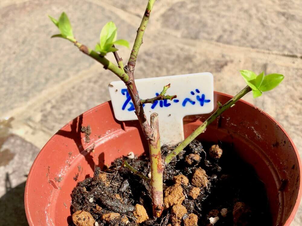 ブルーベリーの育て方 鉢植え栽培はかんたん 苗の植え方 結実のコツは Greensnap グリーンスナップ