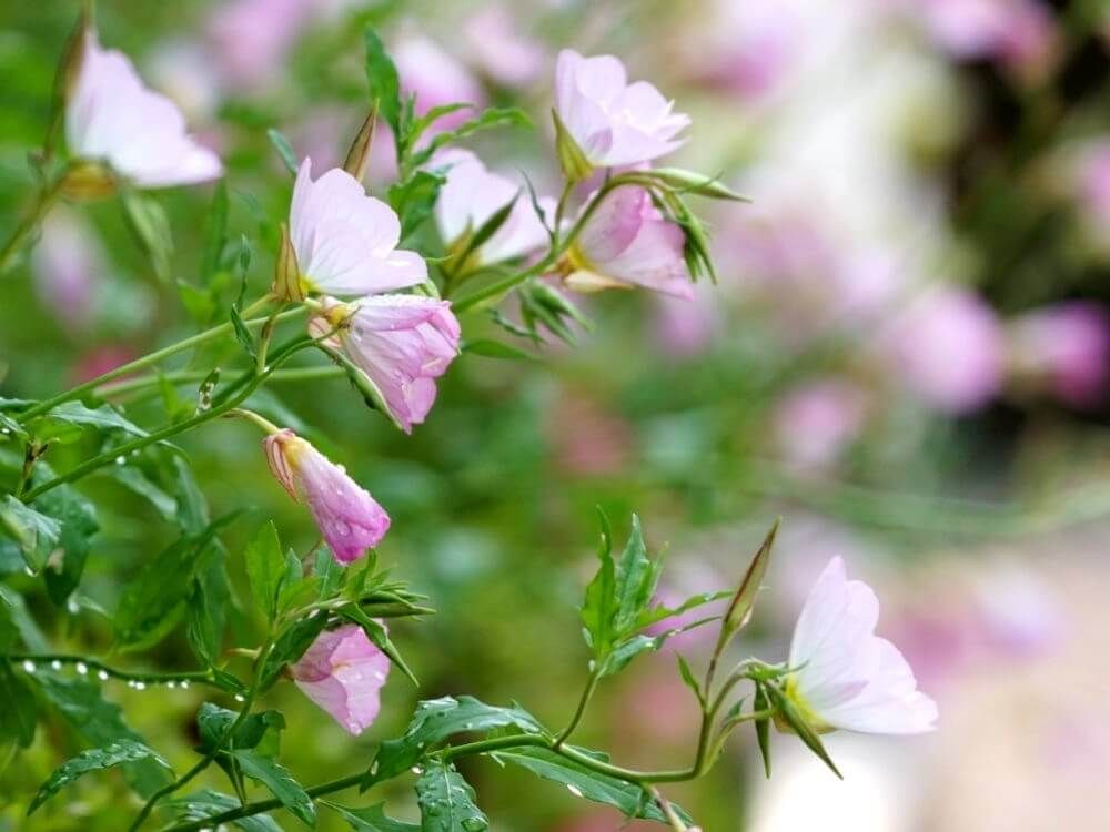 月見草　ツキミソウ