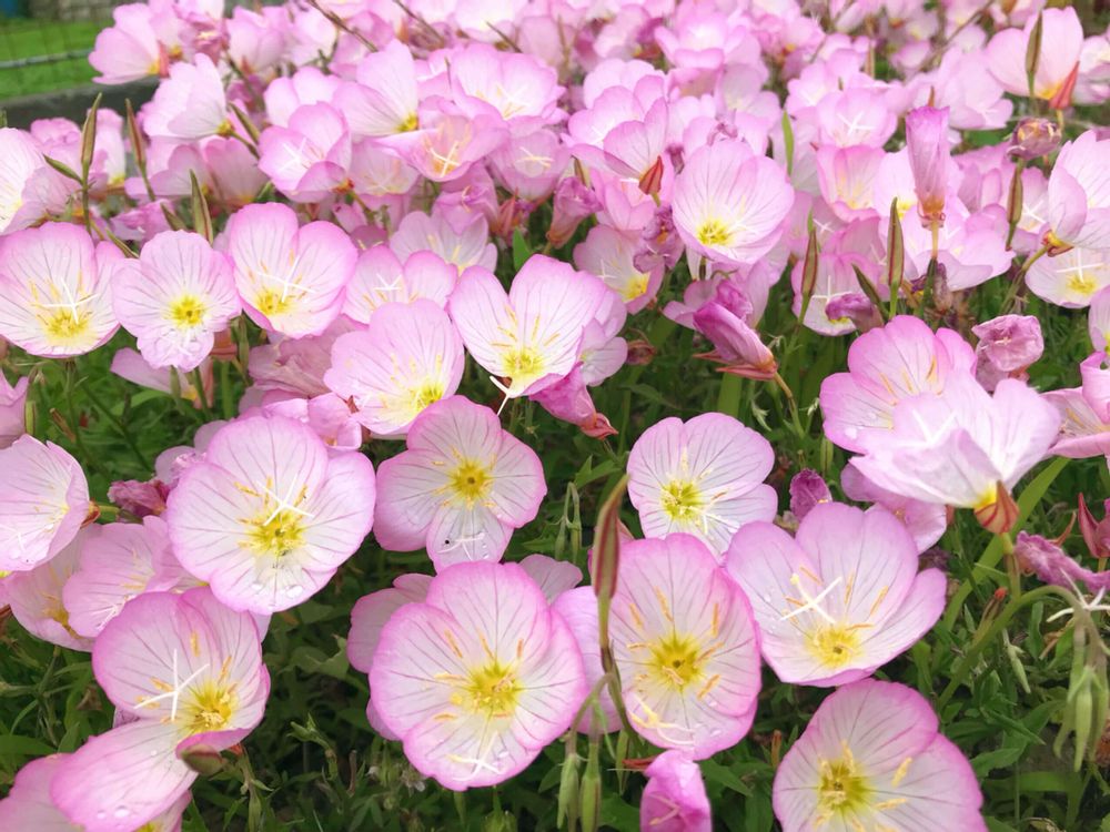 月見草　ツキミソウ