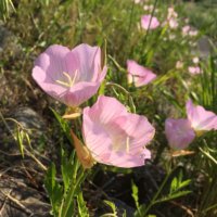月見草(ツキミソウ)の花言葉｜花の特徴や効果、効能は？の画像