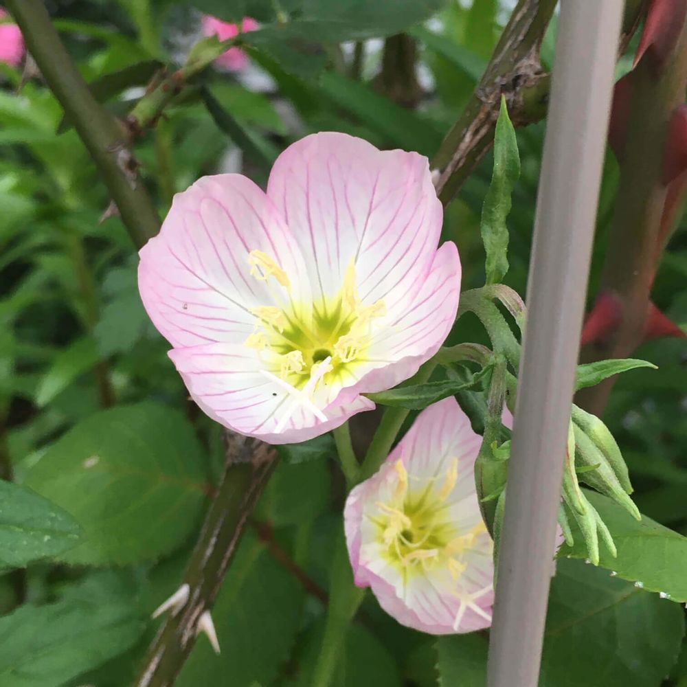 月見草　ツキミソウ