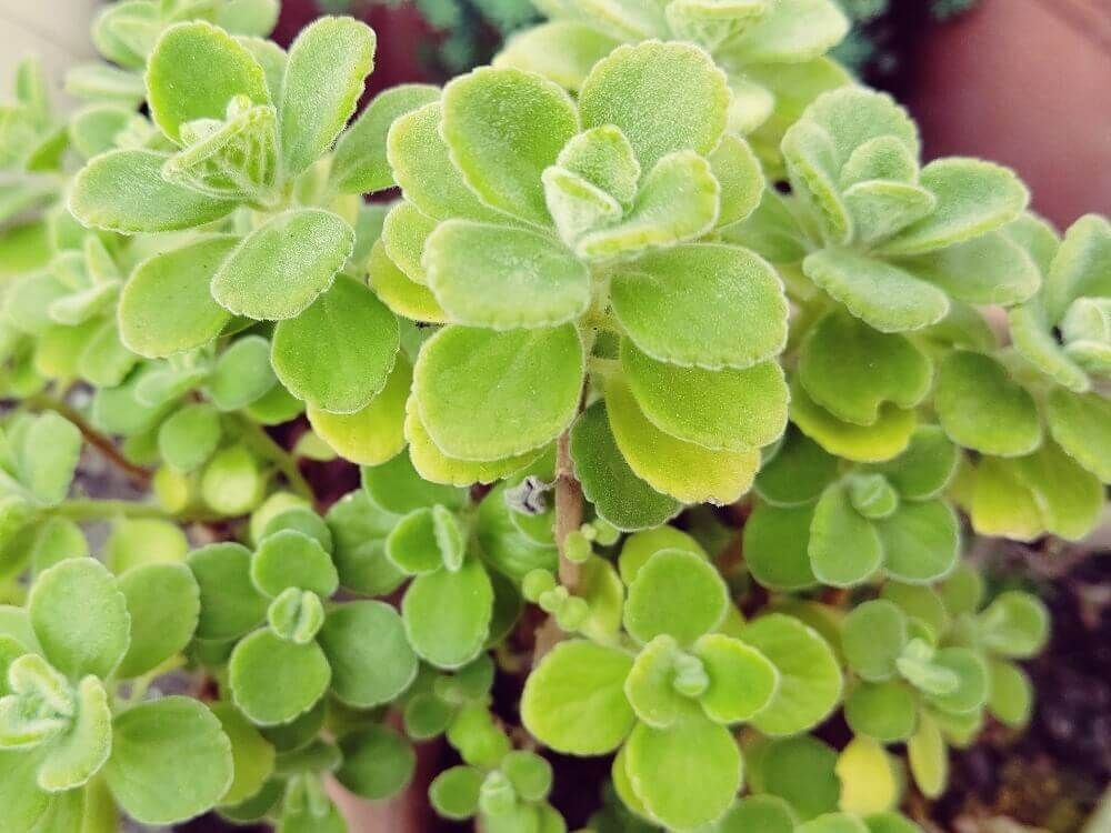 アロマティカス