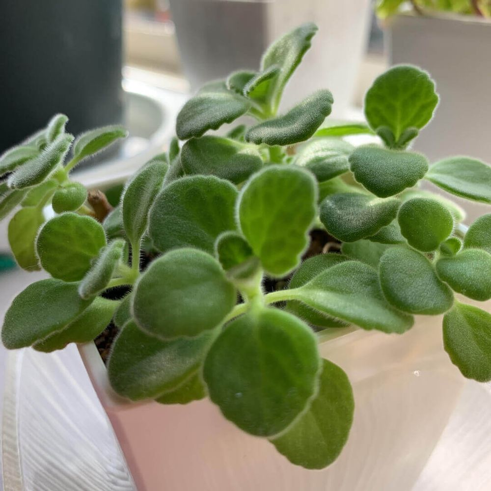 アロマティカス