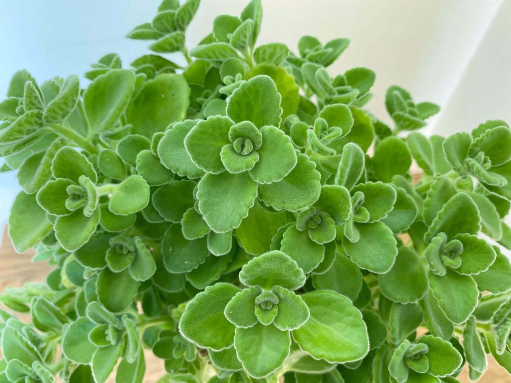 アロマティカス