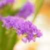 スターチスの花言葉｜種類・色別の意味は？花の特徴、ドライフラワーに人気の品種は？の画像