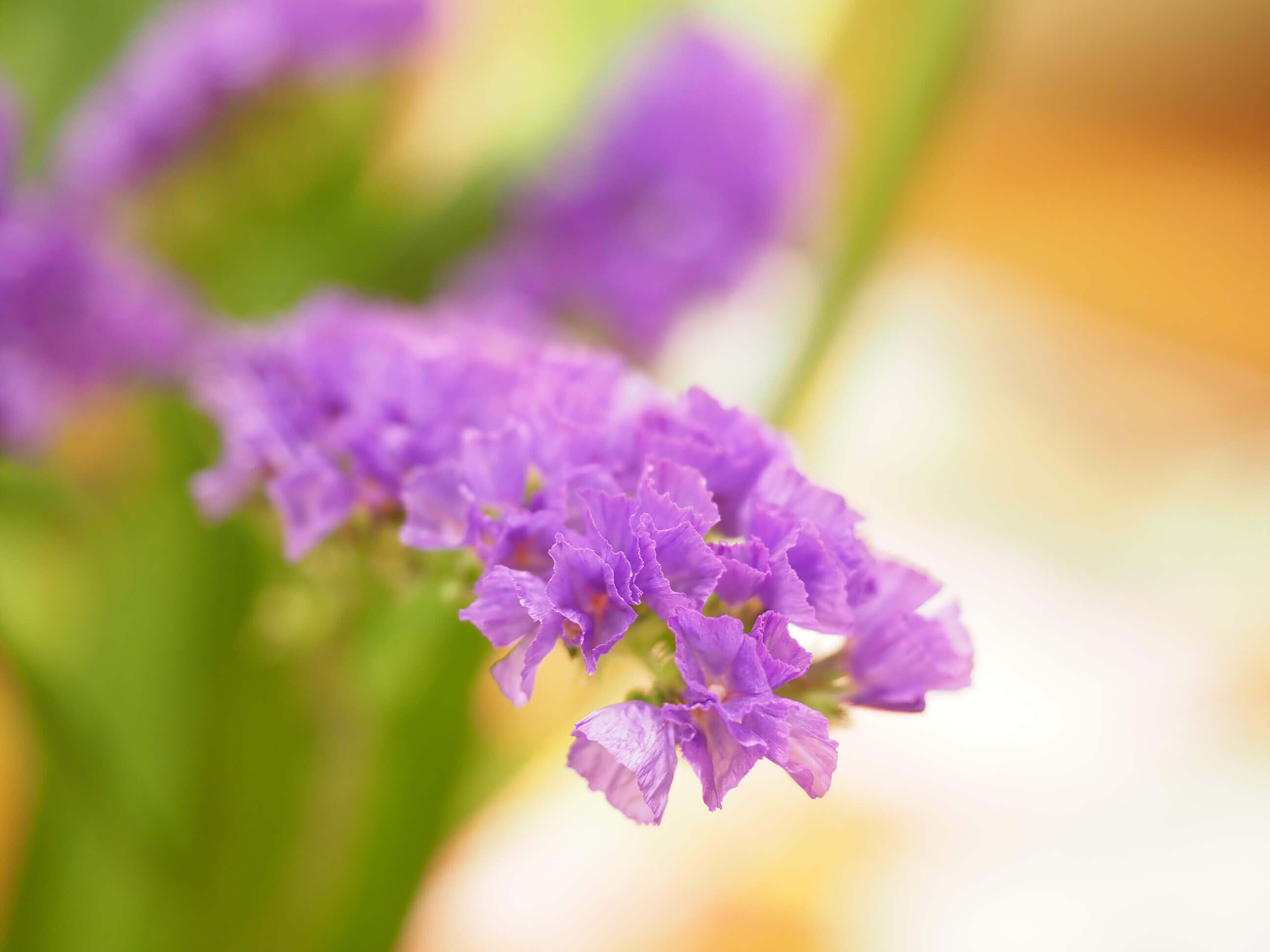 スターチスの花言葉 種類 色別の意味は 花の特徴 ドライフラワーに人気の品種は Greensnap グリーンスナップ