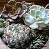 多肉植物を絶対枯らさない育て方！季節ごとの水やりと置き場所は？の画像