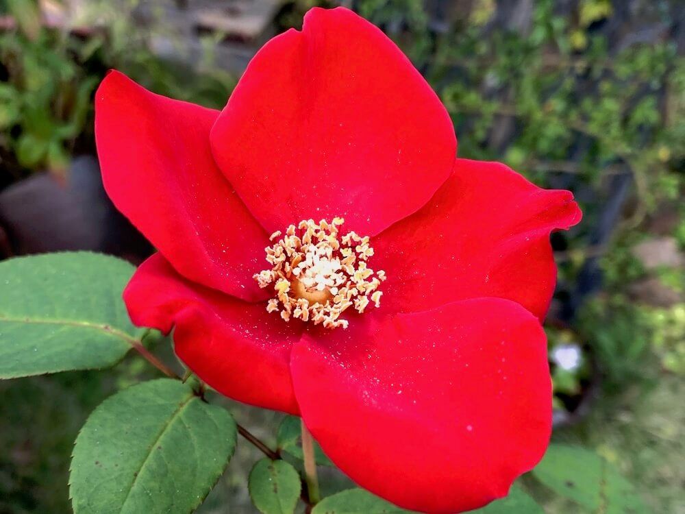 バラ　ツルバラ　クライミング