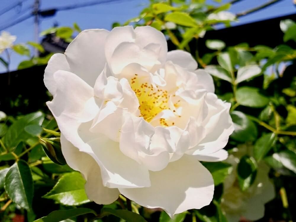 バラ　ツルバラ　クライミング