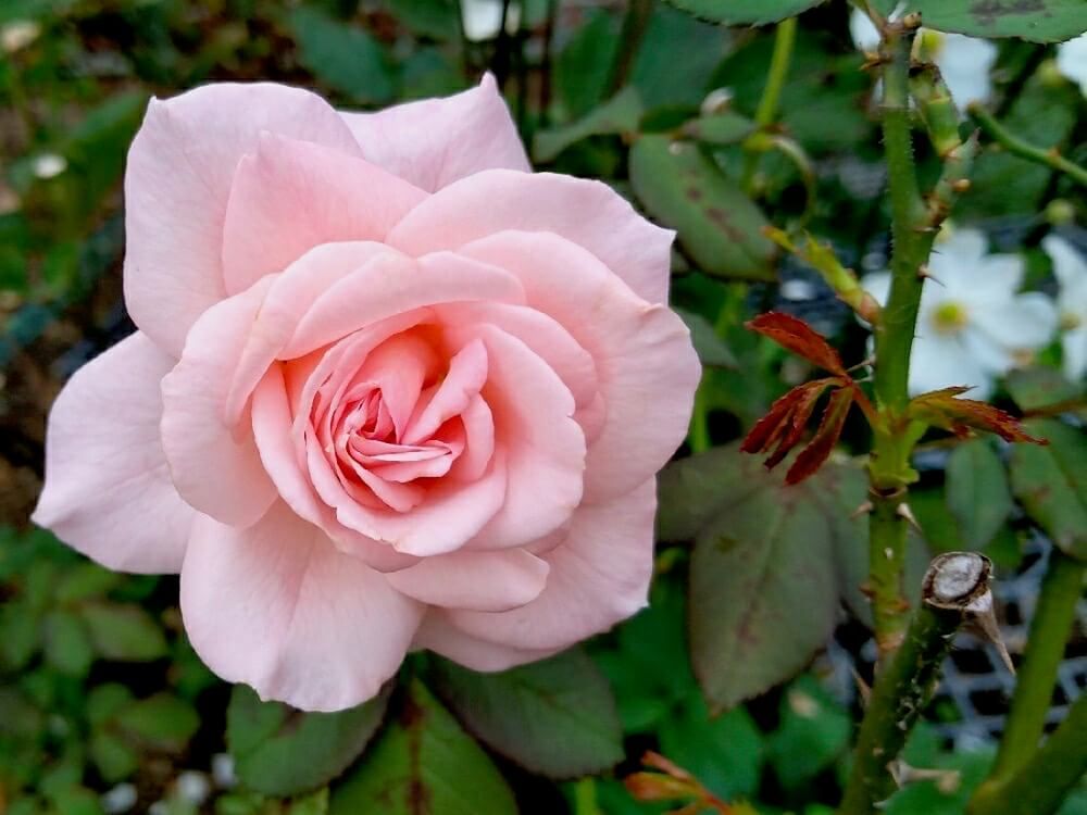 バラ　フロリバンダ　ローズ