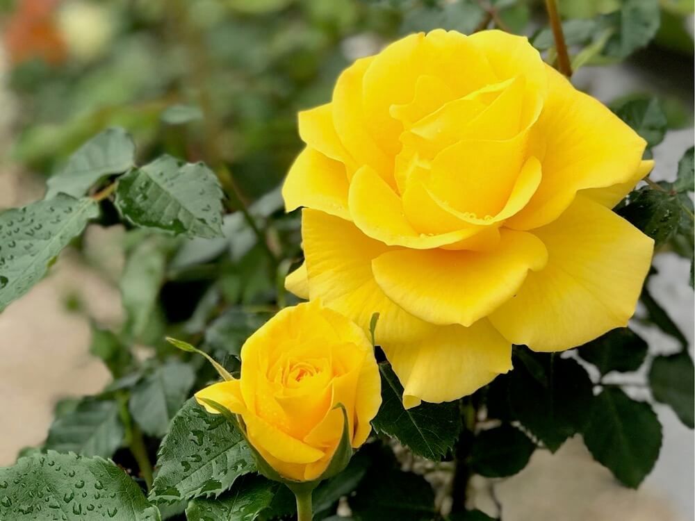 バラ　フロリバンダ　ローズ