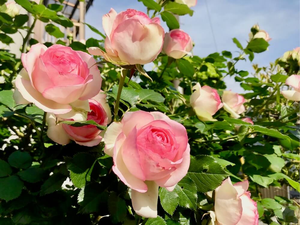 オンラインショップ 花付き良く強健❤︎シルバーピンクの大人