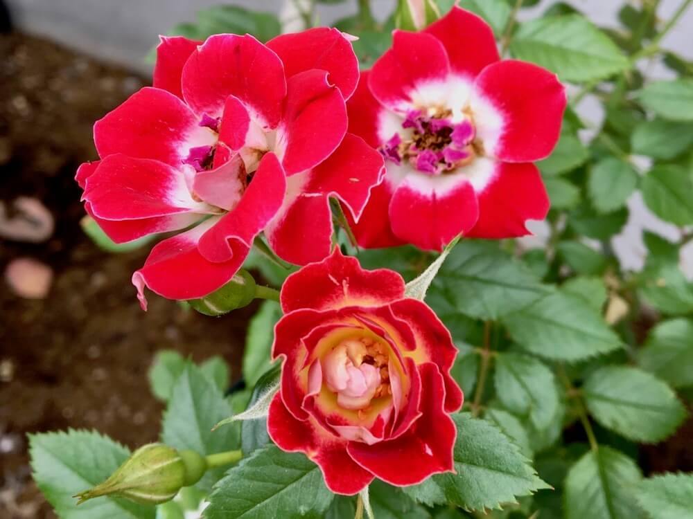 バラ 薔薇 の種類 どんな色の花を咲かせる 花壇向きなのは Greensnap グリーンスナップ
