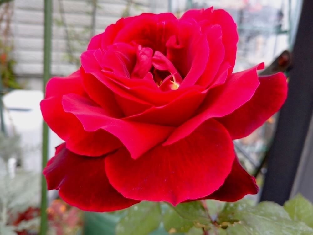 大輪薔薇 27輪 深紅系 バラ 美しい発色 造花まとめ売りA 短時間使用