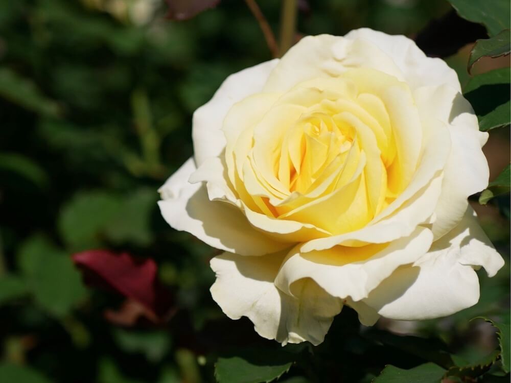 バラ　ハイブリット　ティー