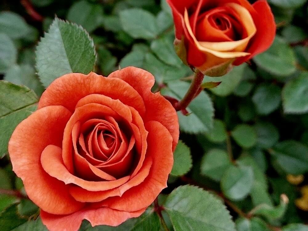 バラ　ミニバラ　ミニチュア　ローズ