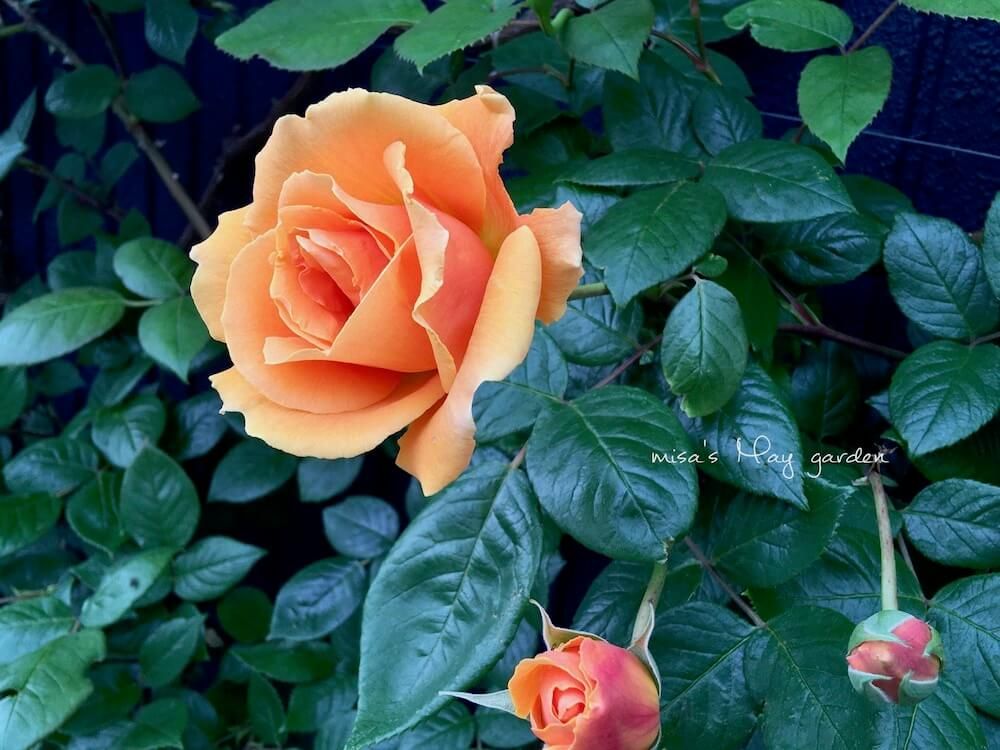 バラ　ツルバラ　クライミング