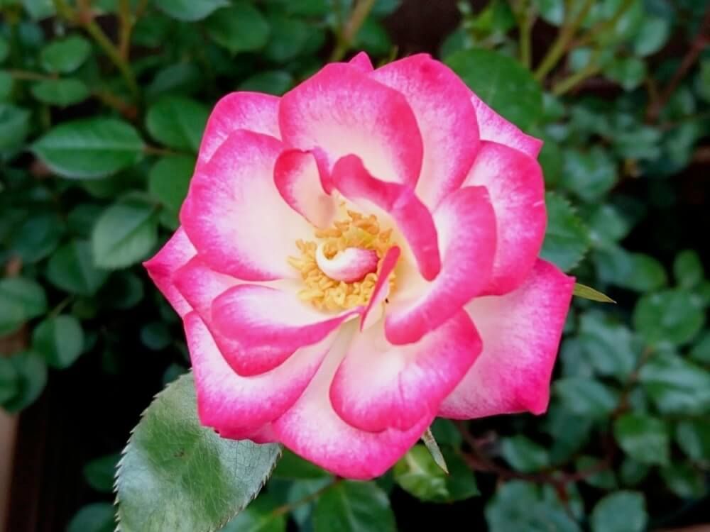 バラ　ミニバラ　ミニチュア　ローズ