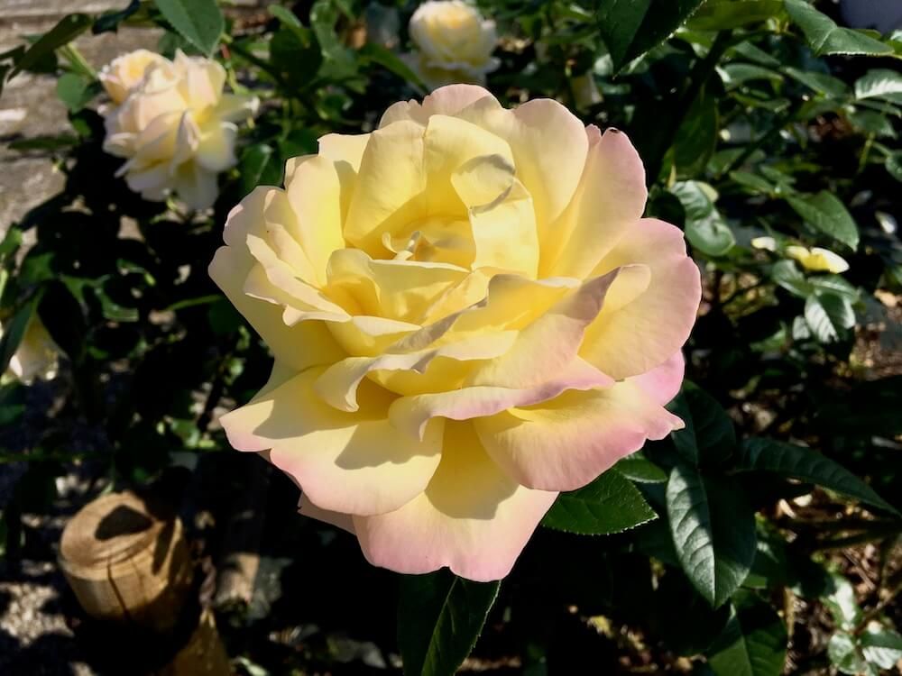 バラ　ハイブリット　ティー