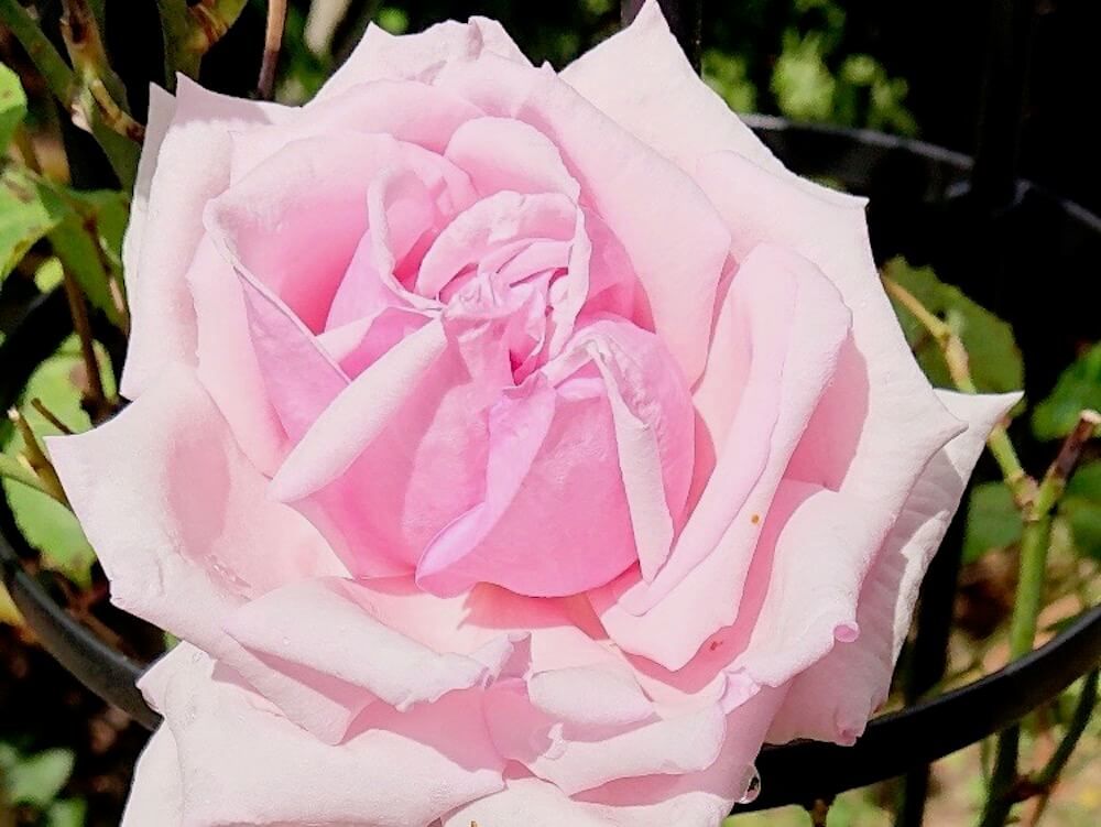 バラ　ハイブリット　ティー