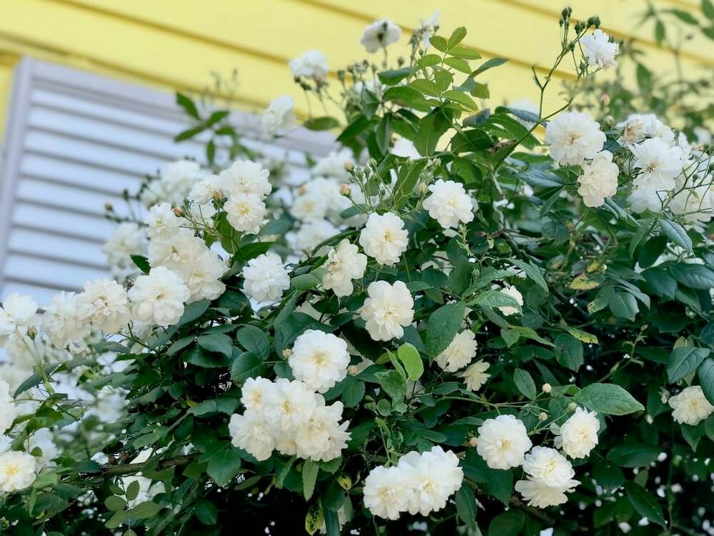 バラ　ミニバラ　ミニチュア　ローズ