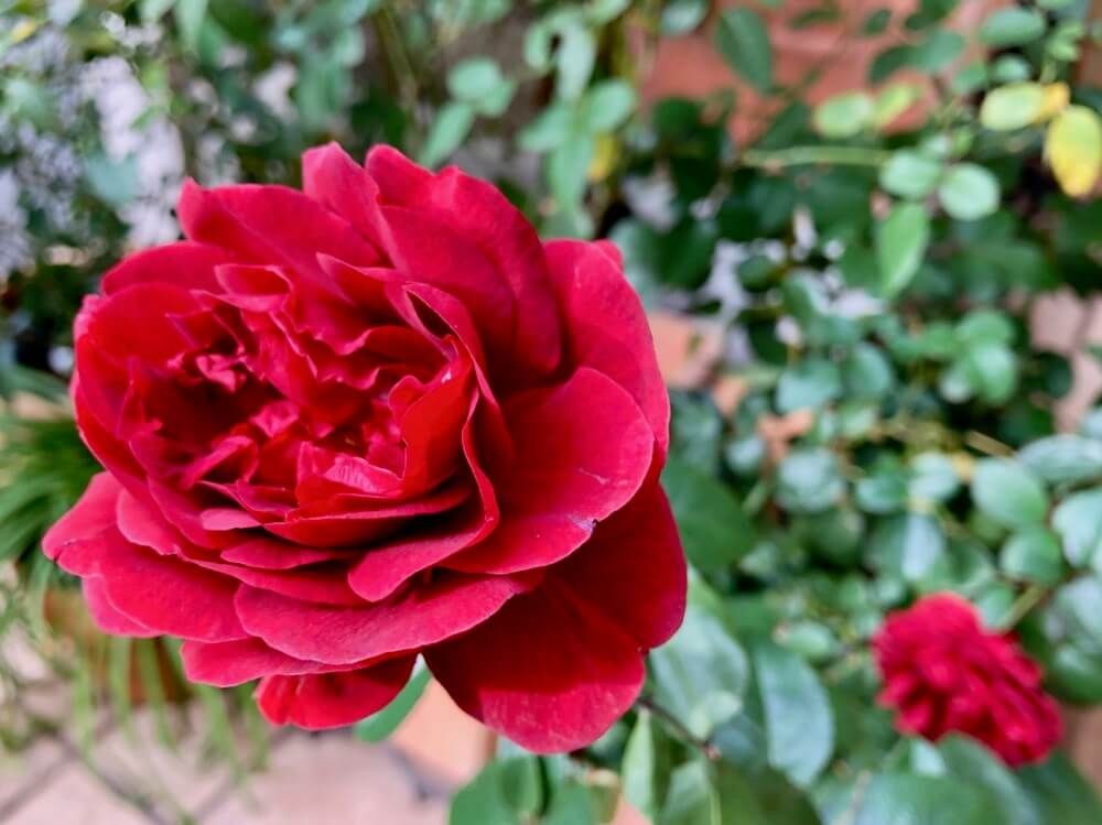 バラ　フロリバンダ　ローズ