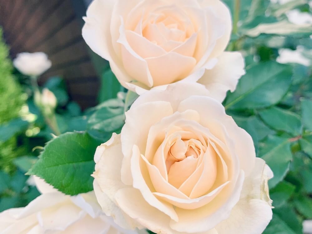バラ 薔薇 の花言葉 色や本数別の意味は 種類や品種は Greensnap グリーンスナップ