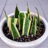 サンスベリアの増やし方｜株分け・葉挿しの時期と方法は？水差しでも増やせる？の画像