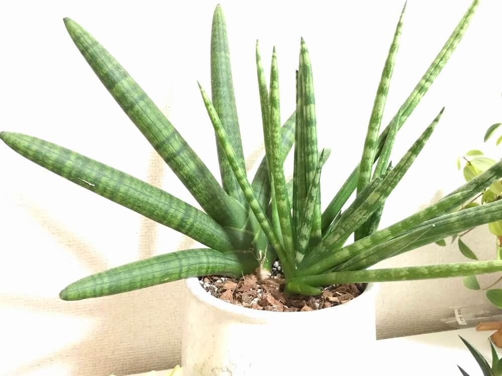 サンスベリア　鉢植え　株