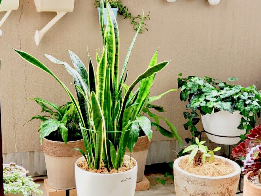 空気清浄効果がある観葉植物10選！飾ればお部屋がキレイになる 