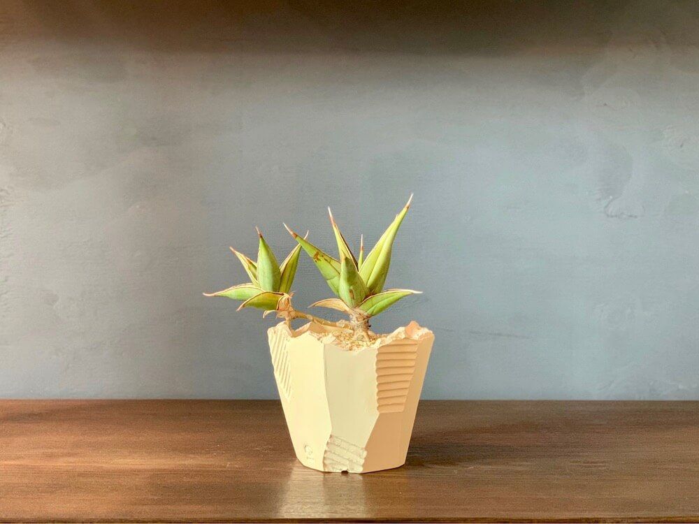 サンスベリア　鉢植え　斜光