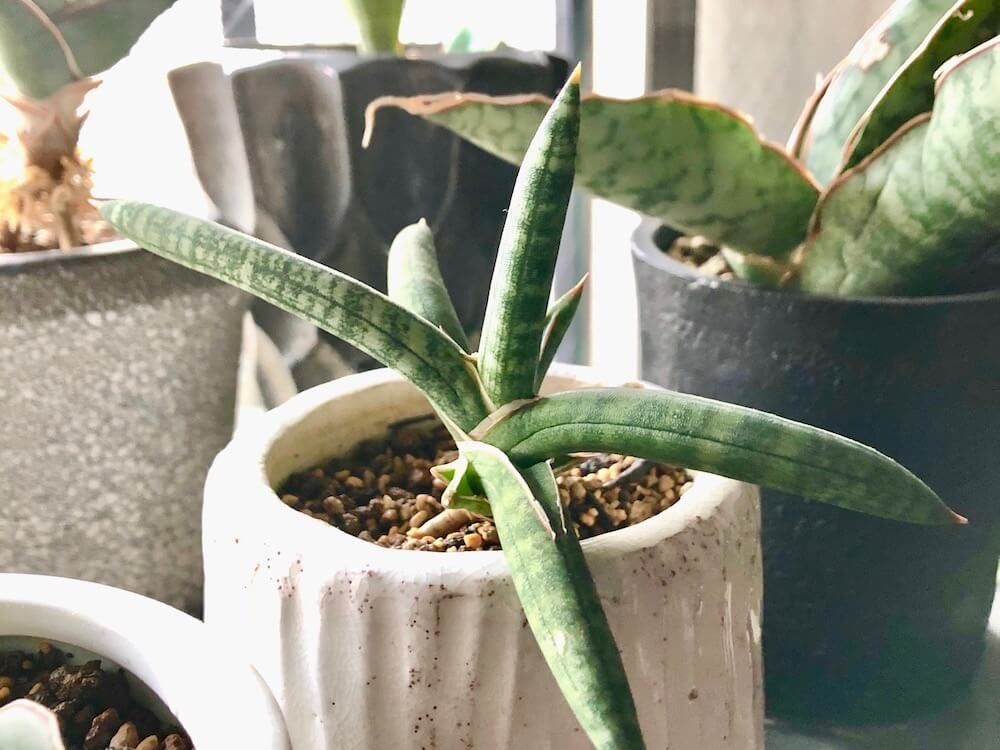 サンスベリア　鉢植え　株