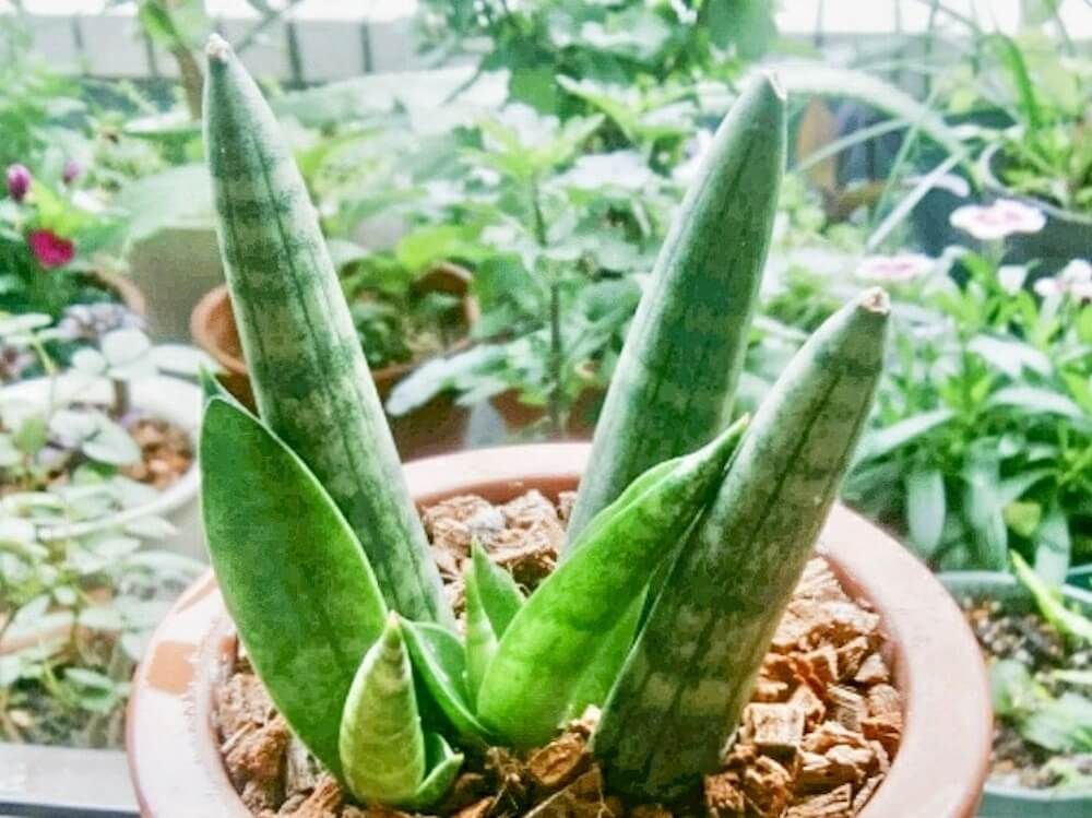 サンスベリア　キリンドリカ　鉢植え