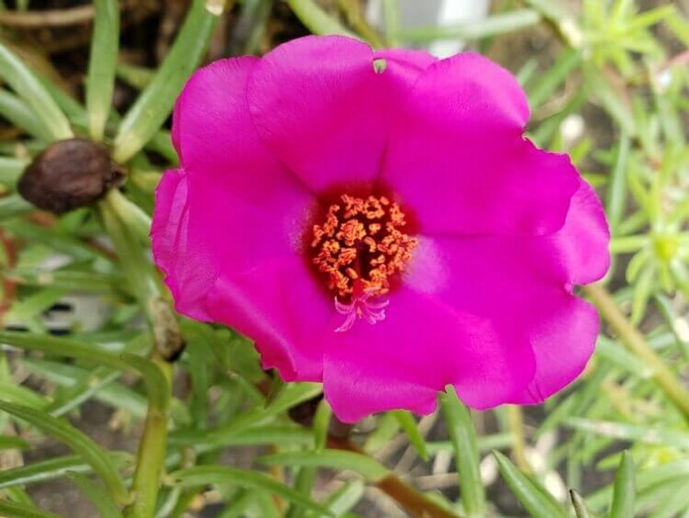 マツバボタン　松葉牡丹　ジュエル