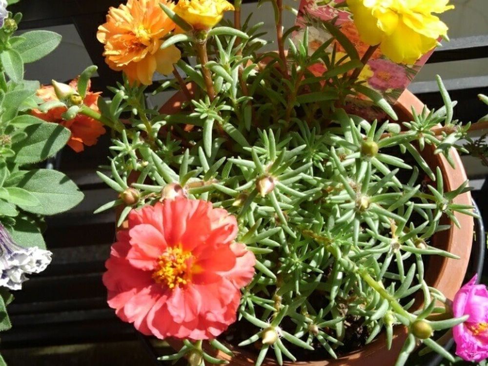 マツバボタン　松葉牡丹　ソーラーキッズ