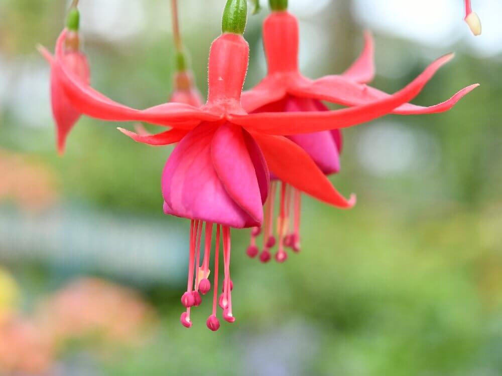 フクシアの花言葉 色別の意味や品種 花の特徴は Greensnap グリーンスナップ