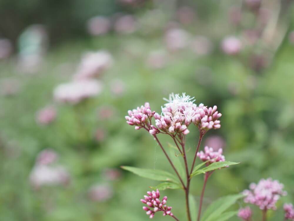 フジバカマ 藤袴 の花言葉 種類や花の特徴 香りや効能は Greensnap グリーンスナップ