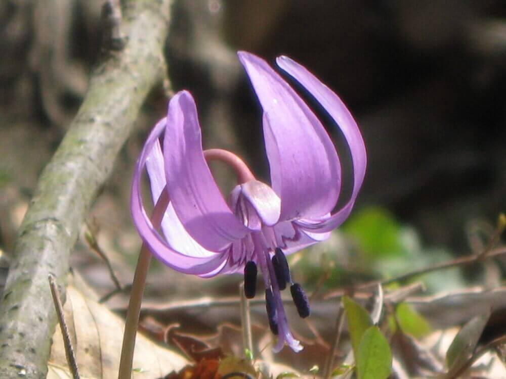 カタクリの花言葉は？