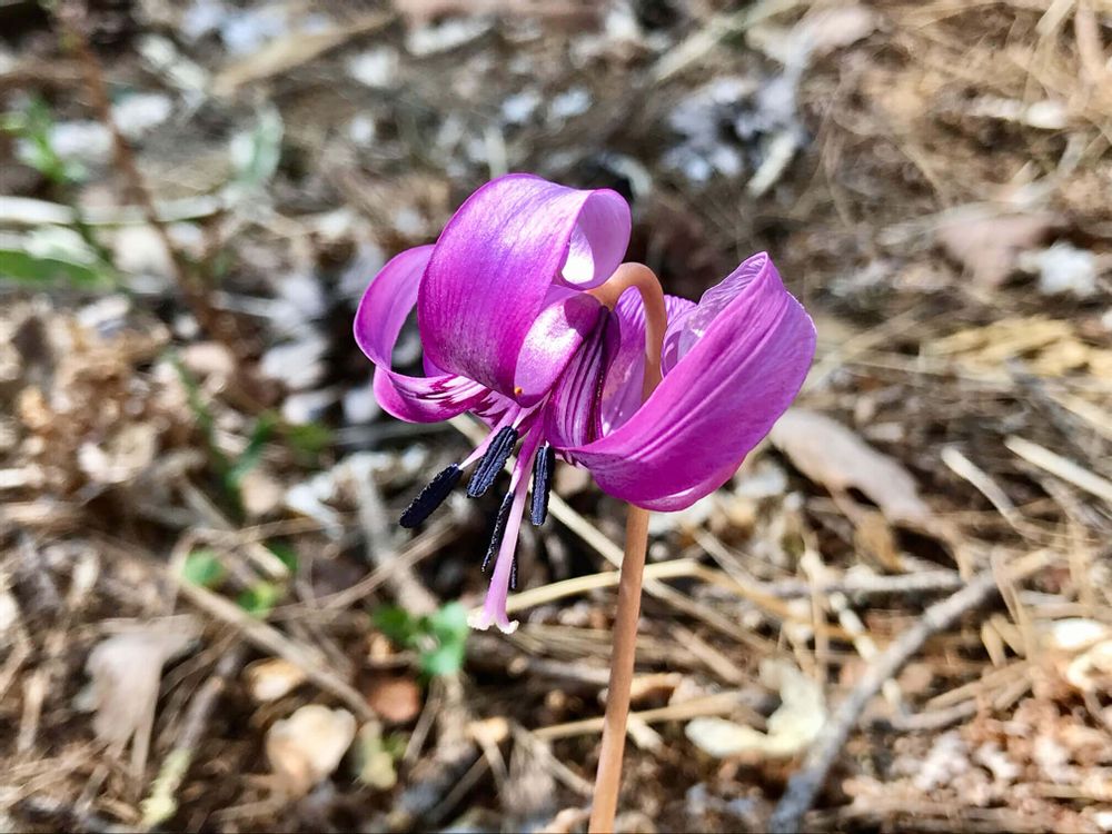 カタクリ　紫色の花　地植え