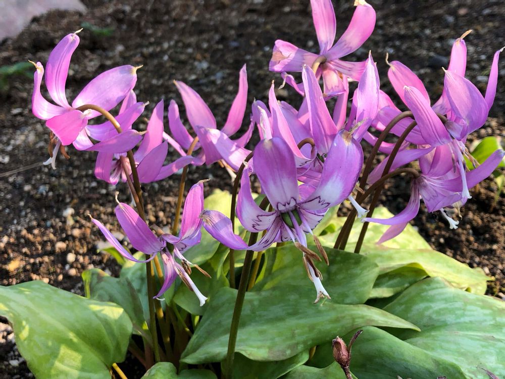 カタクリ　ピンク色の花　地植え　日差し